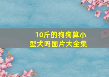 10斤的狗狗算小型犬吗图片大全集