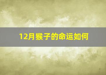 12月猴子的命运如何