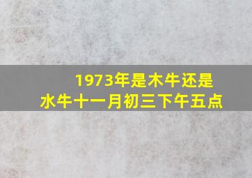 1973年是木牛还是水牛十一月初三下午五点