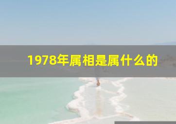 1978年属相是属什么的