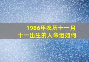 1986年农历十一月十一出生的人命运如何