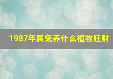 1987年属兔养什么植物旺财