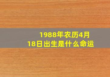 1988年农历4月18日出生是什么命运