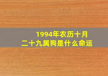 1994年农历十月二十九属狗是什么命运