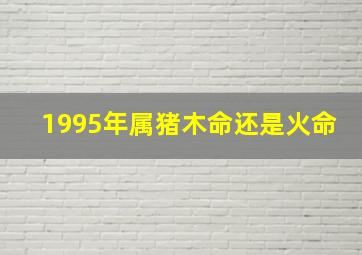 1995年属猪木命还是火命