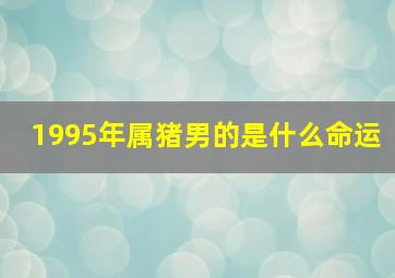 1995年属猪男的是什么命运