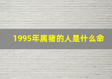 1995年属猪的人是什么命