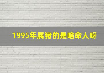 1995年属猪的是啥命人呀