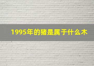 1995年的猪是属于什么木