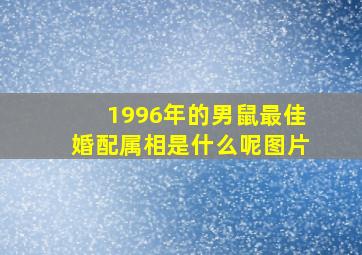 1996年的男鼠最佳婚配属相是什么呢图片