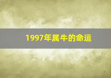 1997年属牛的命运