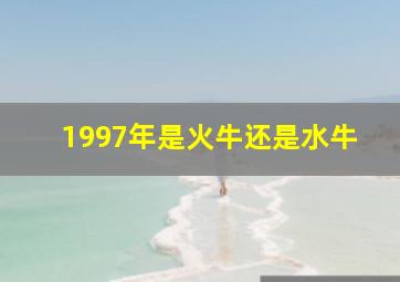 1997年是火牛还是水牛