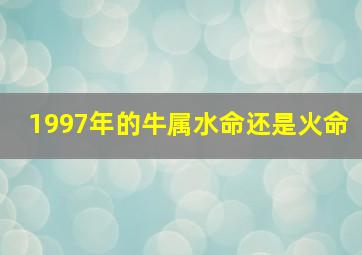 1997年的牛属水命还是火命