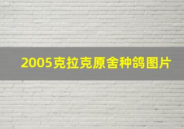 2005克拉克原舍种鸽图片