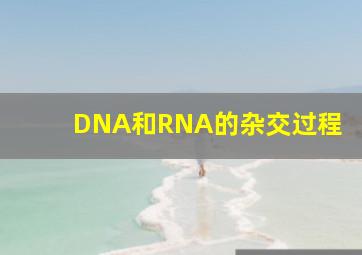 DNA和RNA的杂交过程