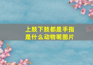 上肢下肢都是手指是什么动物呢图片