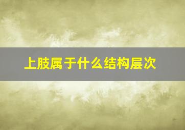 上肢属于什么结构层次