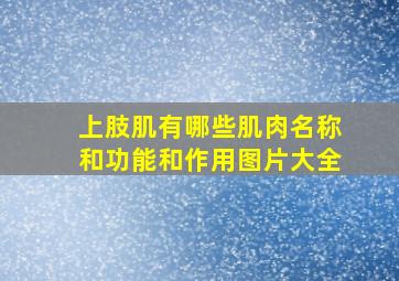 上肢肌有哪些肌肉名称和功能和作用图片大全