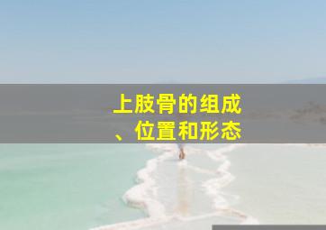 上肢骨的组成、位置和形态