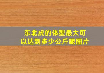 东北虎的体型最大可以达到多少公斤呢图片