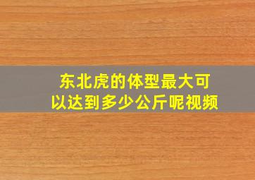 东北虎的体型最大可以达到多少公斤呢视频