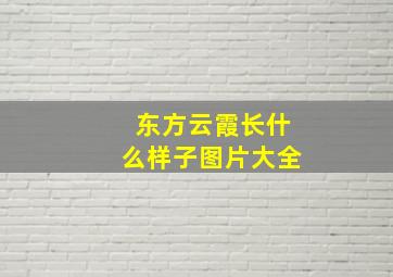 东方云霞长什么样子图片大全