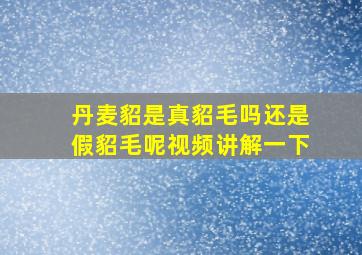 丹麦貂是真貂毛吗还是假貂毛呢视频讲解一下