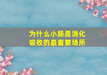 为什么小肠是消化吸收的最重要场所