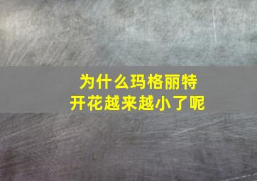 为什么玛格丽特开花越来越小了呢