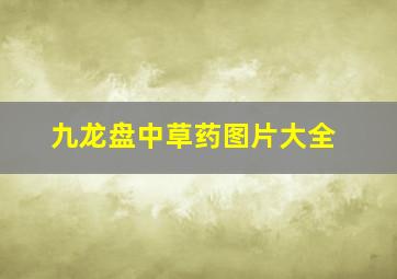 九龙盘中草药图片大全