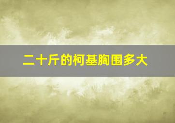 二十斤的柯基胸围多大