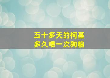 五十多天的柯基多久喂一次狗粮