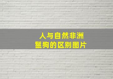 人与自然非洲鬣狗的区别图片