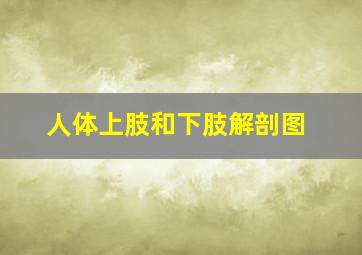 人体上肢和下肢解剖图