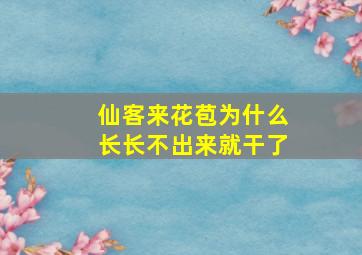 仙客来花苞为什么长长不出来就干了