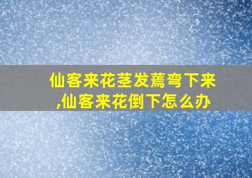 仙客来花茎发蔫弯下来,仙客来花倒下怎么办