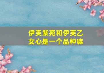 伊芙紫苑和伊芙乙女心是一个品种嘛