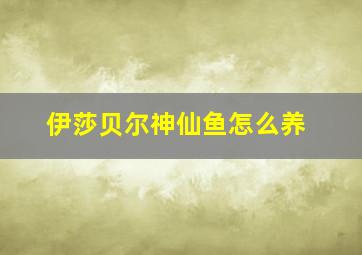 伊莎贝尔神仙鱼怎么养