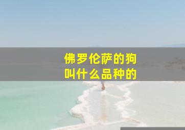 佛罗伦萨的狗叫什么品种的