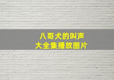 八哥犬的叫声大全集播放图片