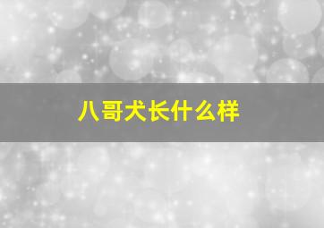 八哥犬长什么样