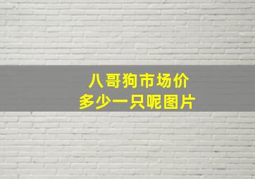 八哥狗市场价多少一只呢图片