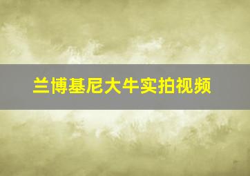 兰博基尼大牛实拍视频