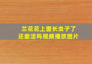 兰花花上面长虫子了还能活吗视频播放图片