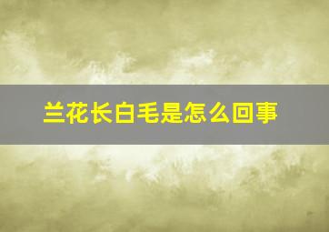 兰花长白毛是怎么回事