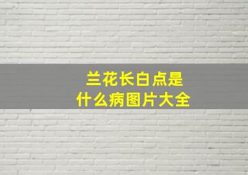 兰花长白点是什么病图片大全