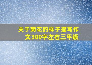 关于菊花的样子描写作文300字左右三年级