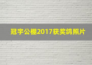 冠宇公棚2017获奖鸽照片