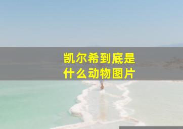 凯尔希到底是什么动物图片