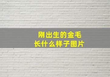 刚出生的金毛长什么样子图片